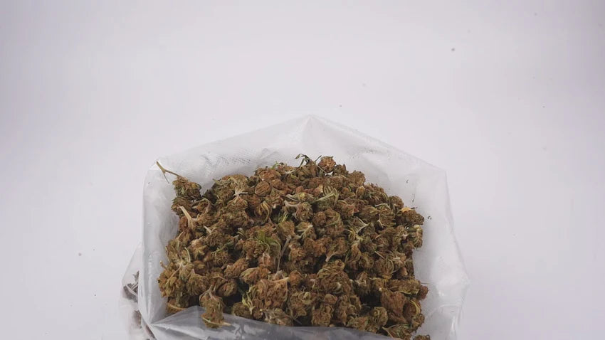 Fleurs CBD – AK 47 | Outdoor